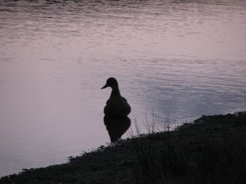 Just ducky